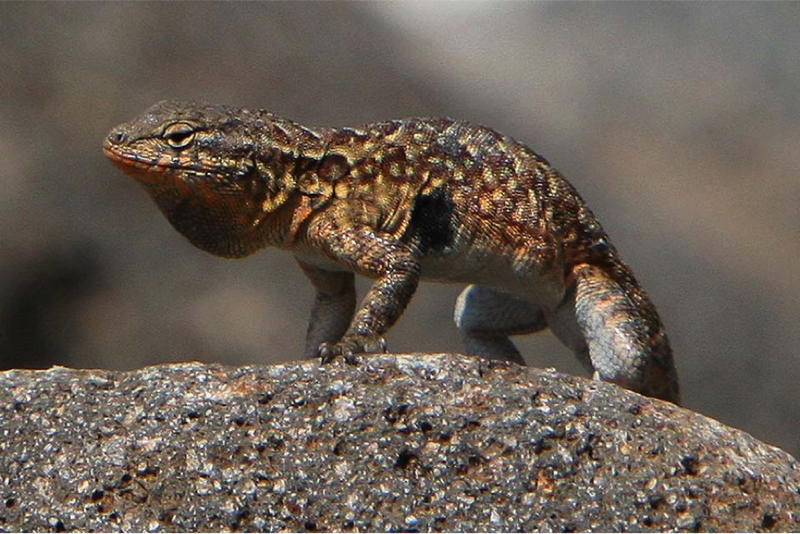 Western Side-Blotched Lizard basking in the sun Western Side-Blotched Lizard basking in the sun