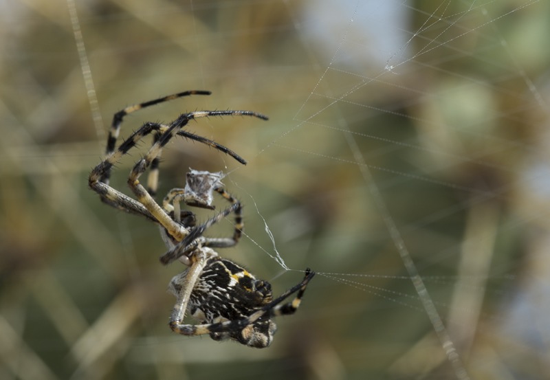 Only a second or two after mating, the female silver argiope (Argiope argentata) wraps her ex-partner in web. He will soon become a part of her nutrition.