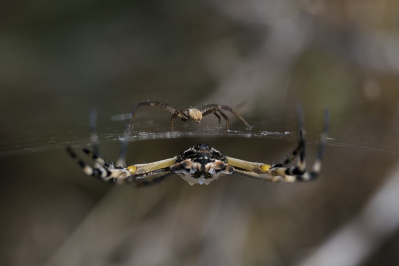 The female silver argiope (Argiope argentata) is back at the hub of her web, and has quickly consumed her recent mate.  The original male is perched on the opposite side and remains perfectly still, for now.