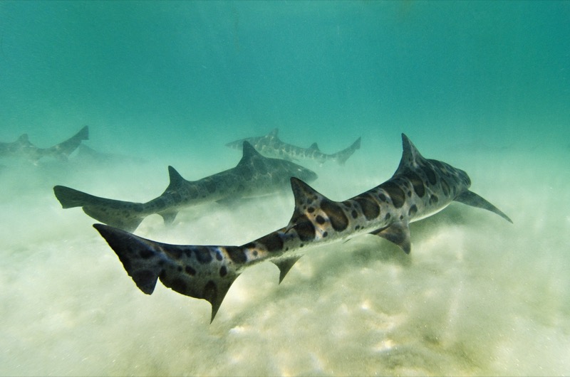 Leopard Sharks Leopard Sharks