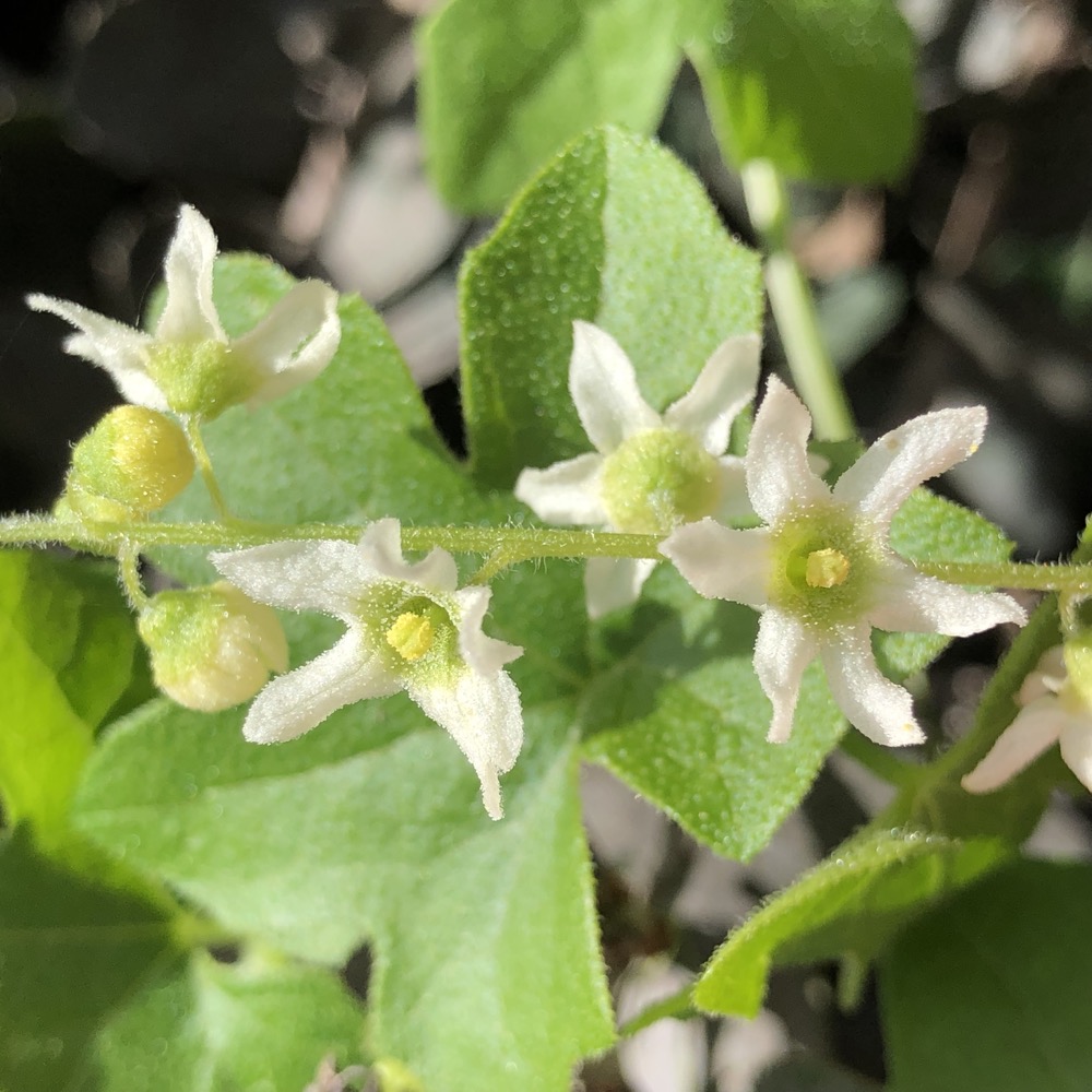 The male flowers of the Wild Cucumber form in clusters on a specialized stem growing away from the main stem.