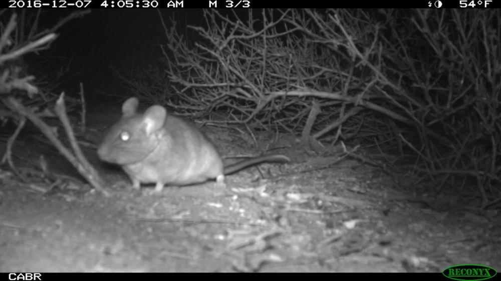 A Desert Woodrat pictured at night via camera trap photo.