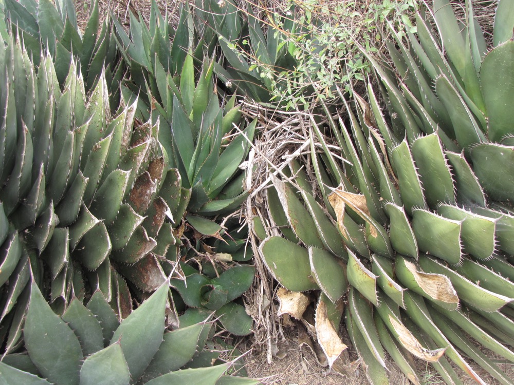 A woodrat nest within a cluster of Shaw’s Agave rosettes