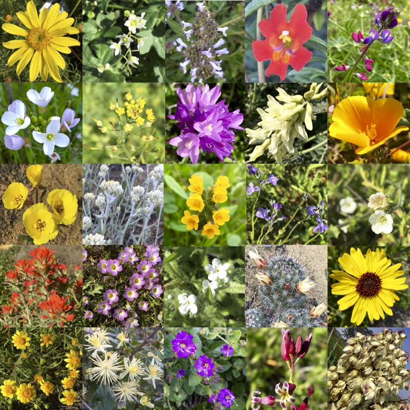 Composite of native flowers in bloom at Cabrillo Composite of native flowers in bloom at Cabrillo