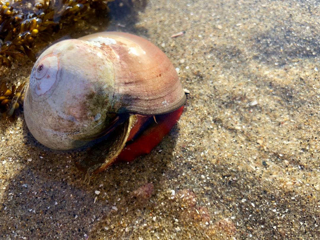 More often found in the kelp forest canopy, on a extreme low tide, Norissa snails can be found with their bright orange foot. Norissa snail