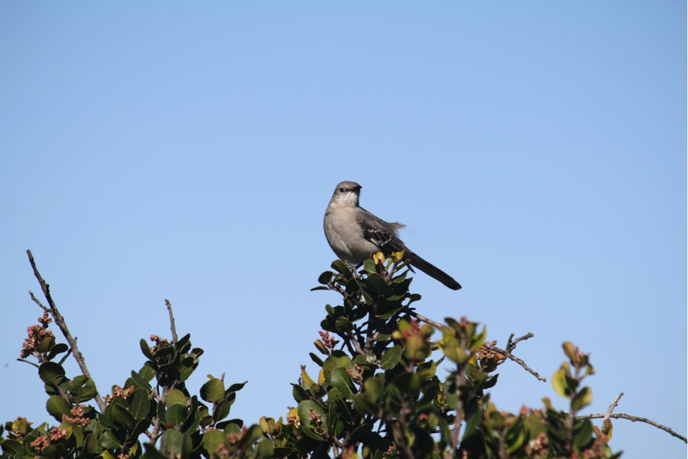 Northern Mockingbird Photo of a Northern Mockingbird