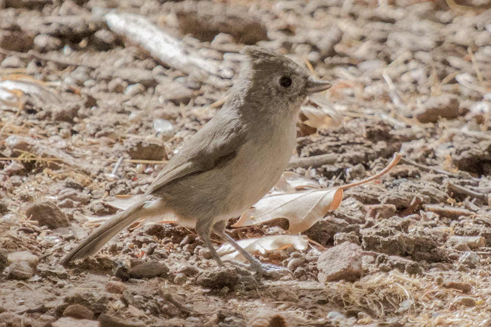 An Oak Titmouse has longer feathers on the crown of its head, called a crest.