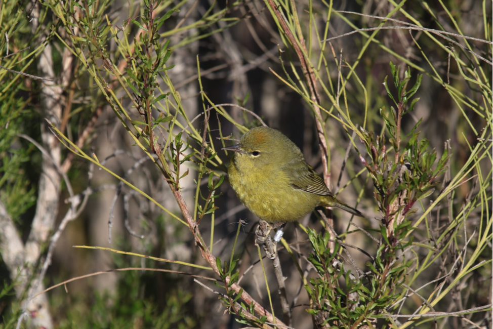 Orange Crowned Warbler Photo of a Orange Crowned Warbler