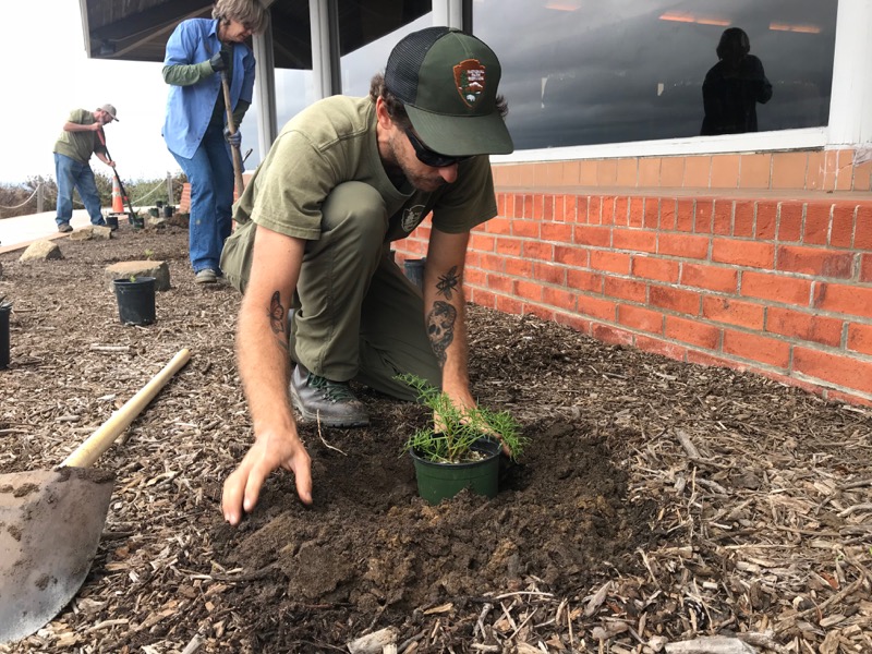 Ranger Adam Taylor strategically places a new native plant into the ground