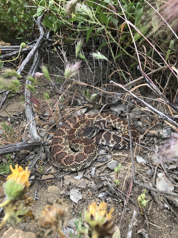 Southern Pacific Rattlesnake