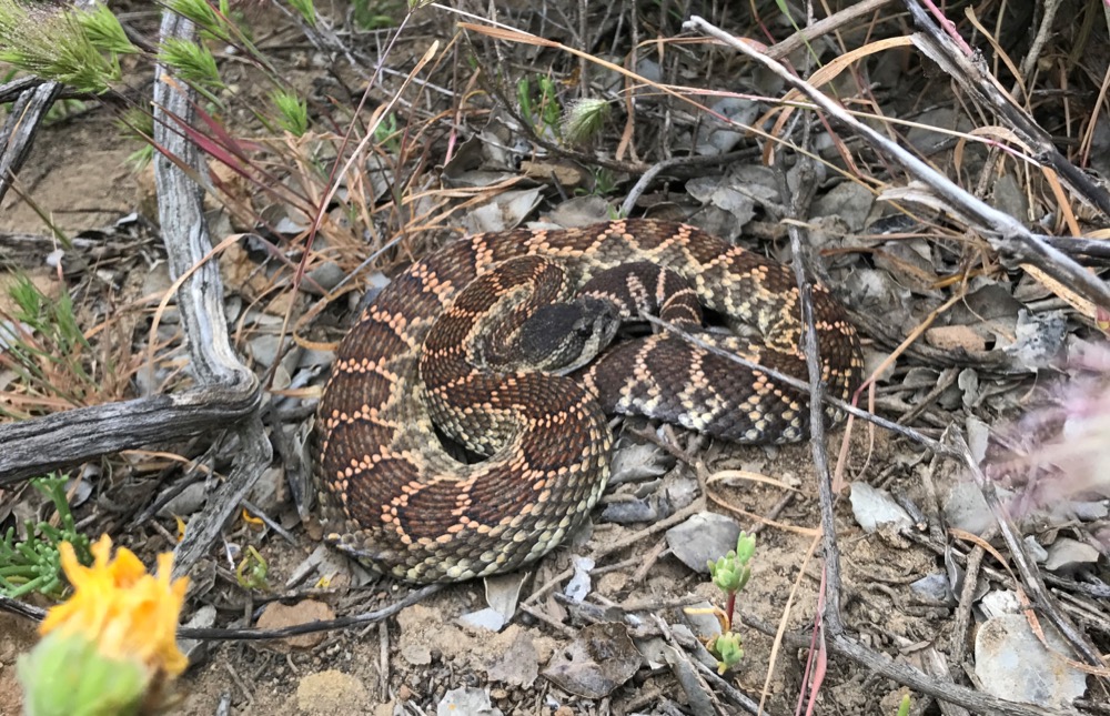 A Southern Pacific Rattlesnake (Crotalus oreganus helleri)