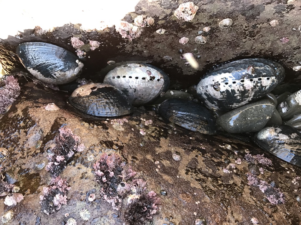 Though they were once one of the most prolific intertidal animals in the Pacific, groups of Black Abalone like this are now extremely rare.