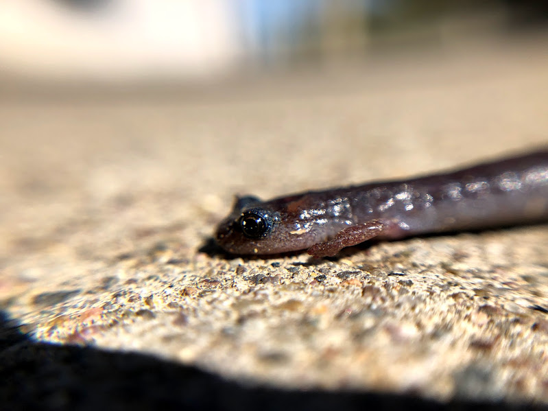 Garden Slender Salamander Garden Slender Salamander on sidewalk