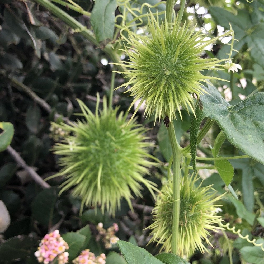 Three seed pods from the Wild Cucumber hang from the vine as the plant drapes over a Lemonade Berry plant.