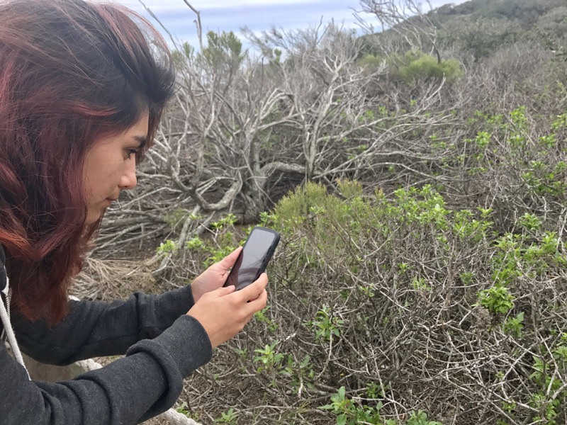 Person using phone to identify vegetation Person using phone to identify vegetation