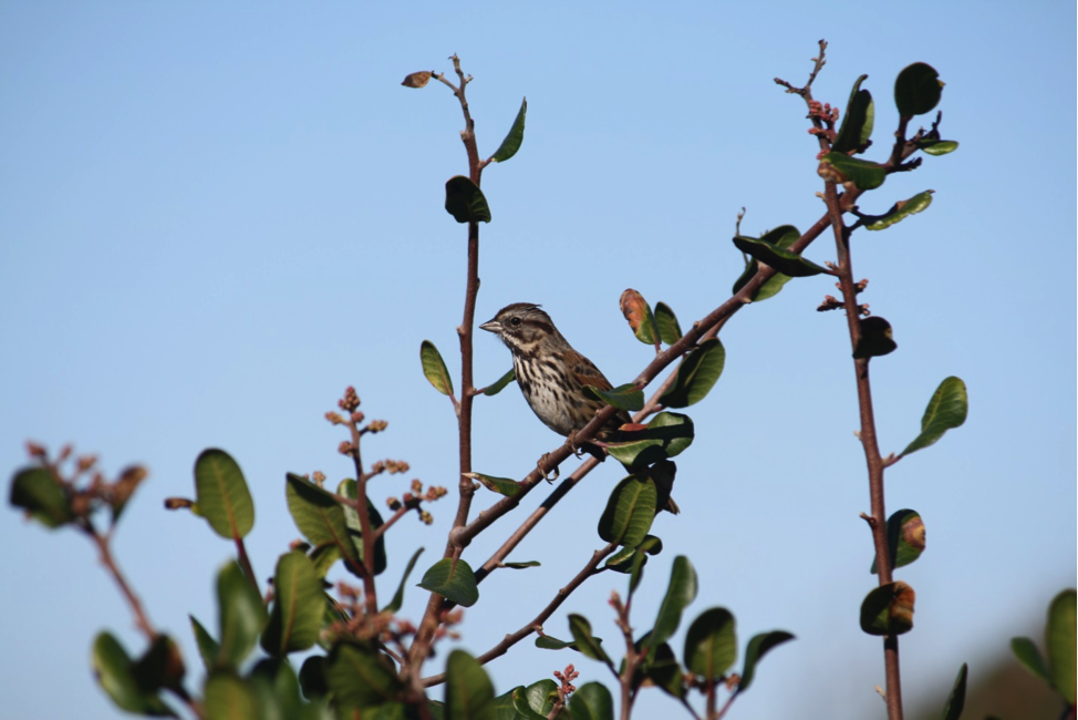 Song Sparrow Photo of a Song Sparrow