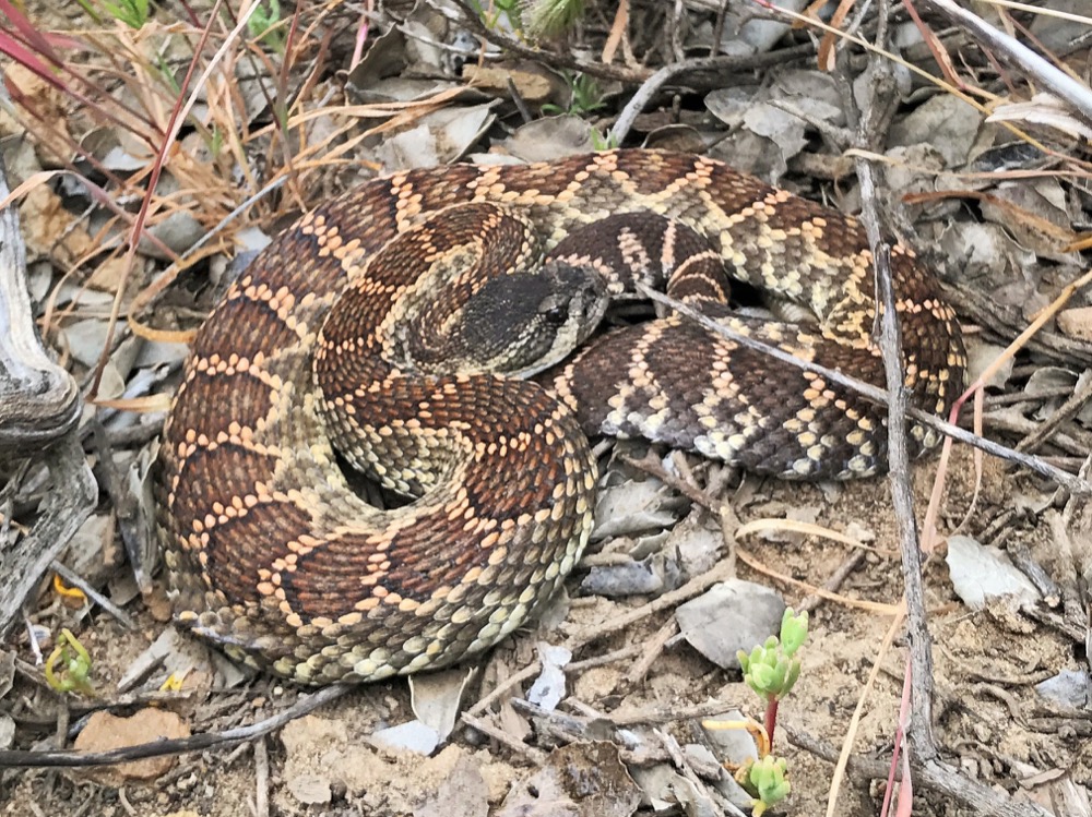A Southern Pacific Rattlesnake coiled in leaf litter. The pale, circular dorsal pattern of this species is clearly in view.