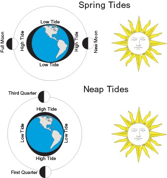 Spring & Neap Tides Figure showing the difference between spring and neap tides