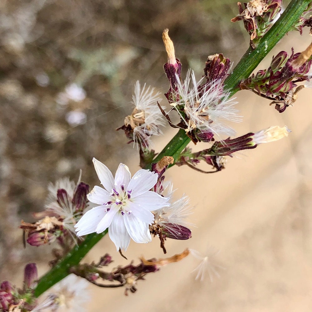 A stem holds a flower and is surrounded by ripened seeds with the showy white pappus attached to them.