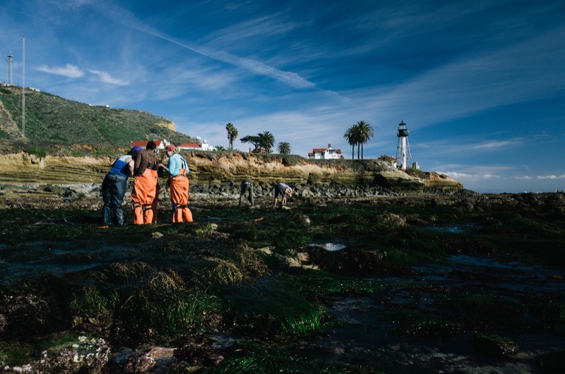 Scientists surveying in the tidepools Scientists surveying in the tidepools