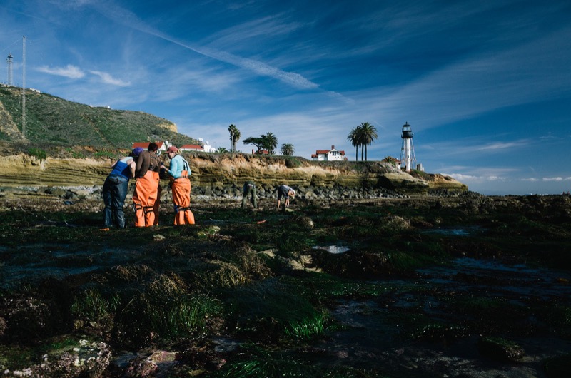 Scientists and volunteers conducting an annual tidepool survey at Cabrillo National Monument.