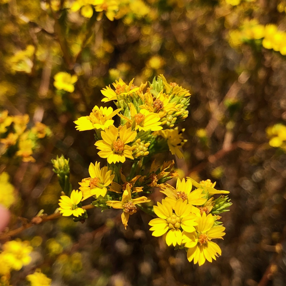 A bee begins to enter a flower with the pollen baskets visible on the hind legs.