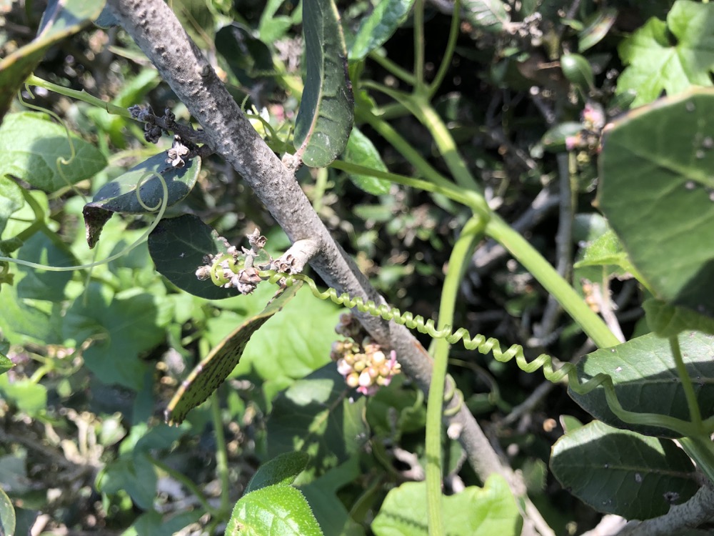 The spiral tendril of the Wild Cucumber wraps itself onto a branch of a Lemonade Berry.