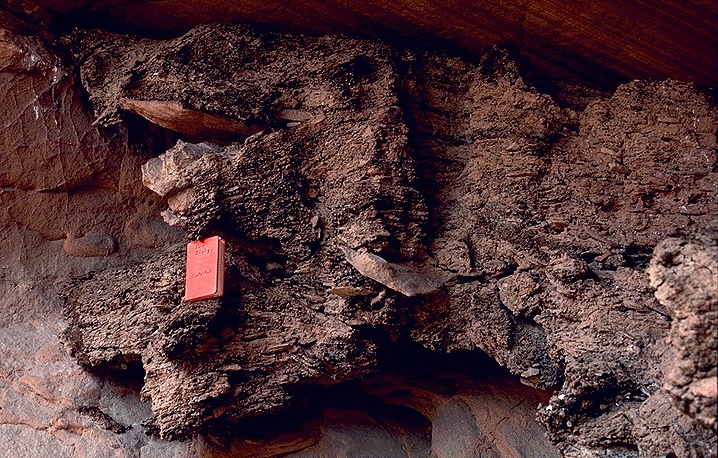 A very large woodrat midden found between rock. 