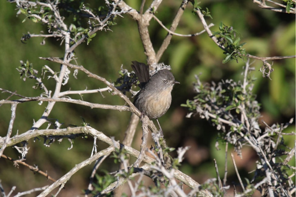 Wrentit Photo of a Wrentit