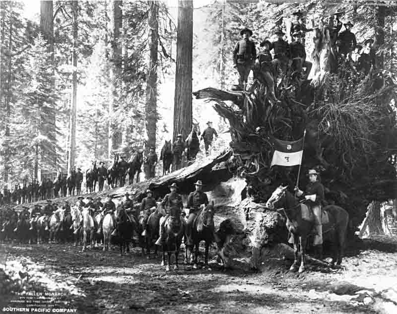 About forty members of U.S. 6th Cavalry, Troop F, shown mounted on, or standing beside their horses, and lined up atop and beside the Fallen Monarch tree in the Mariposa Grove of Giant Sequoias, Yosemite National Park, 1899.