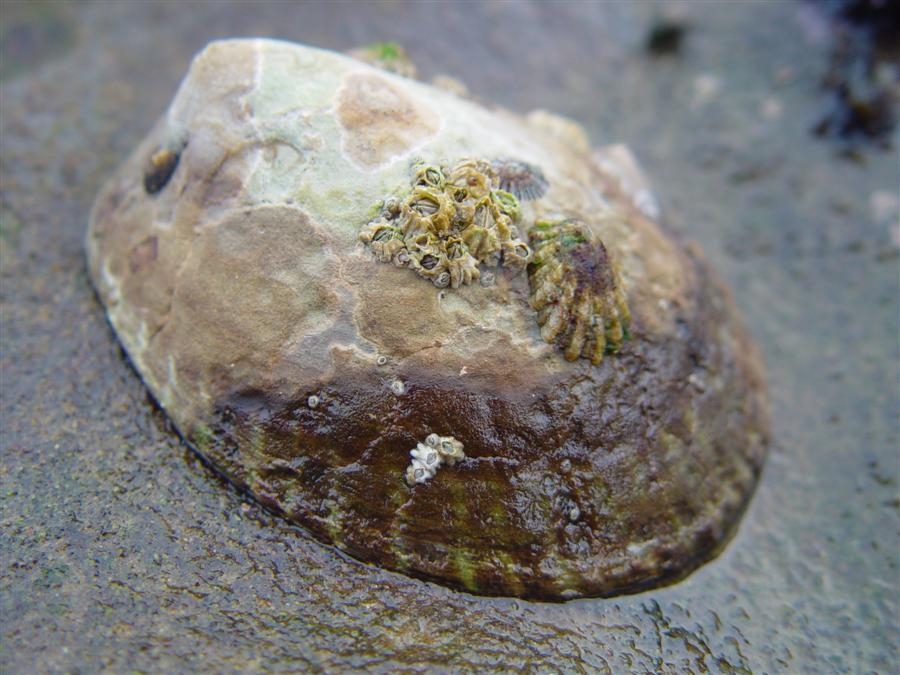 A larger Owl Limpet (Lottia gigantea) hunkered down at Low Tide