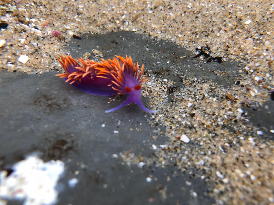 The fiercely bright cerata of the Spanish Shawl nudibranch warn would be predators of the dangers of trying to eat this small morsel. A Spanish Shawl nudibranch showing the fiercely bright cerata warn would be predators of the dangers of trying to eat this small morsel.