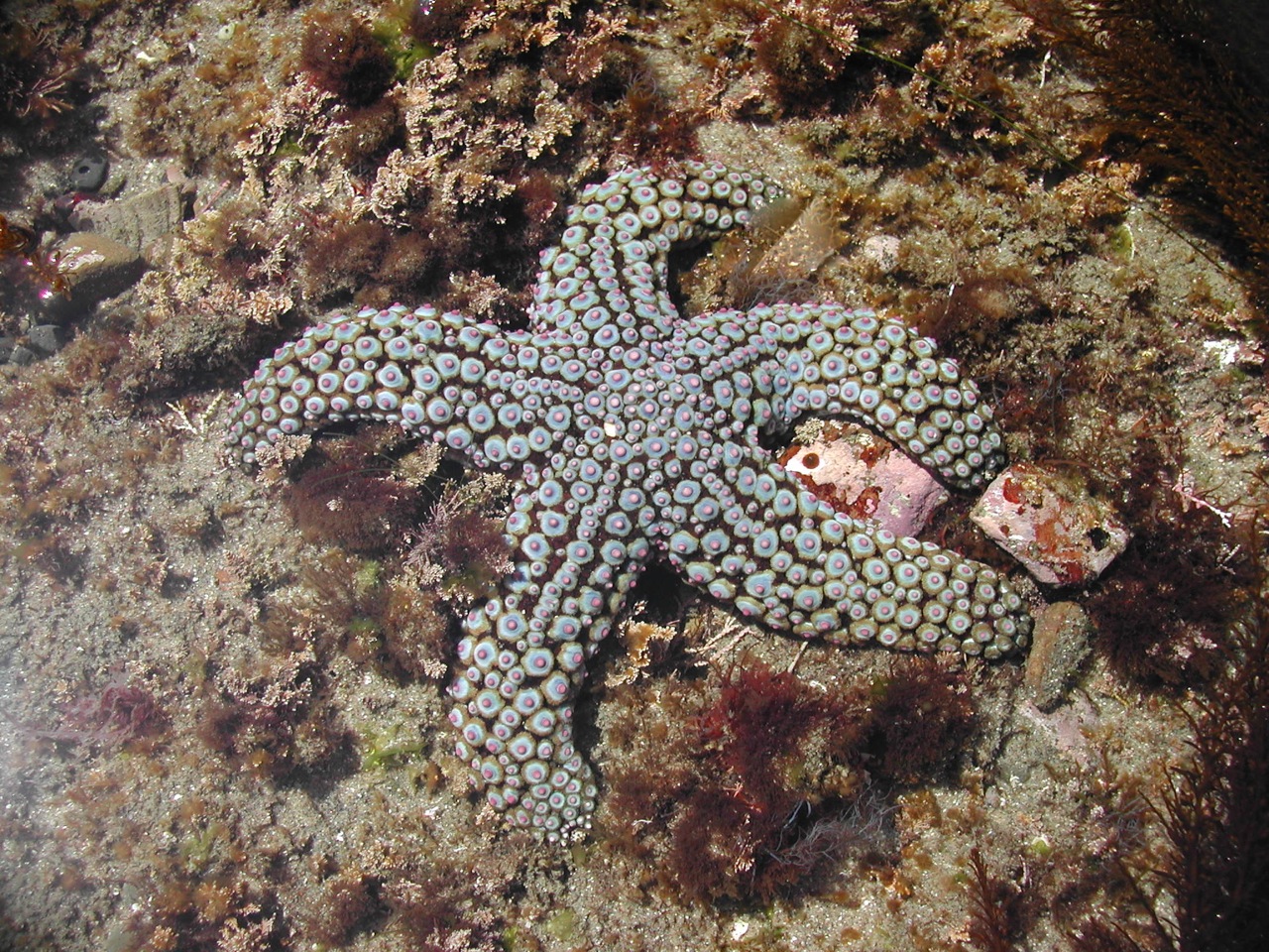 Knobby Seastar