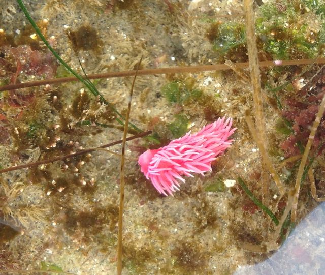 Rosy_Nudibranch