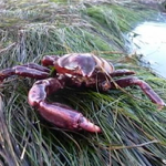 Globose Kelp Crab