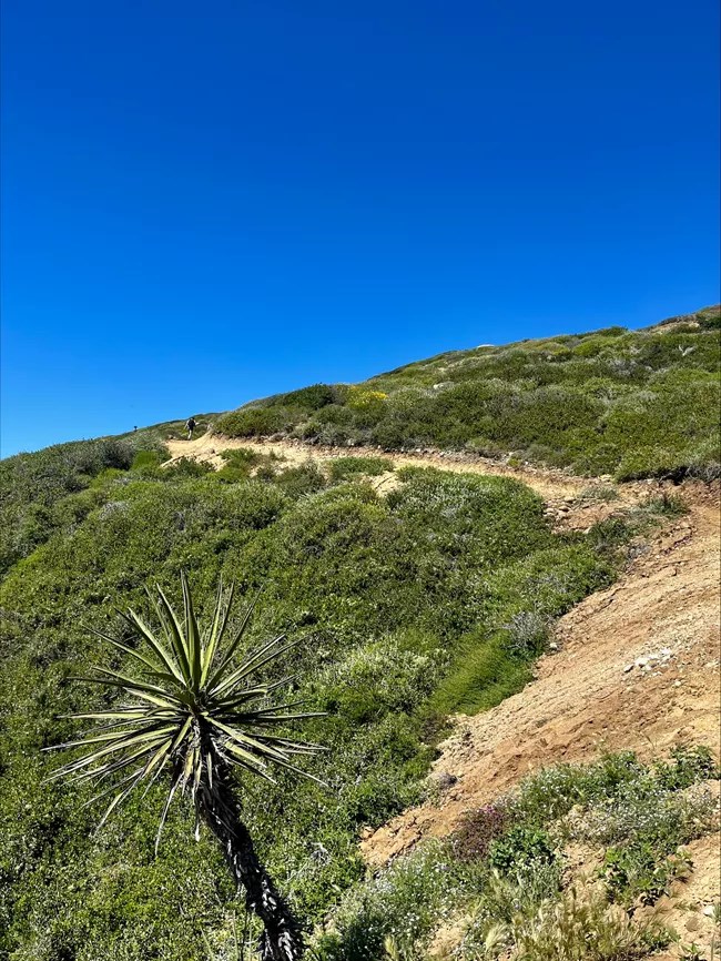 A photo looking up the dirt trail with grass and plants on the side.