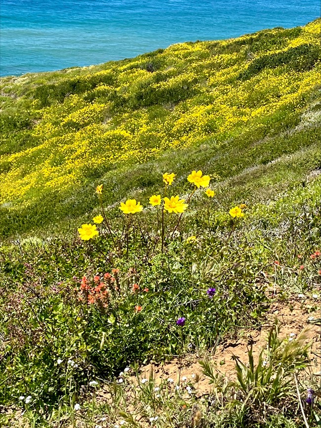 Yellow long stemmed flowers are in the foreground among green vegetation on a hillside