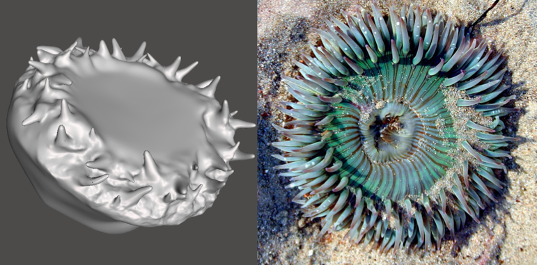Photo showing 3d model and actual Anemone