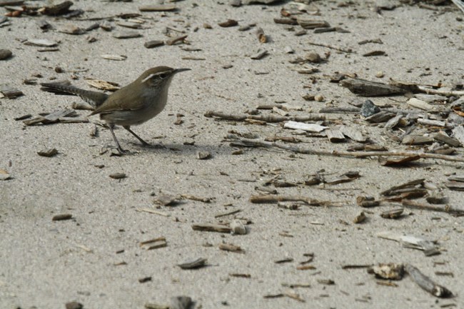 A gray bird with a white horizontal stripe over the eye stands on the ground among fragments of wood