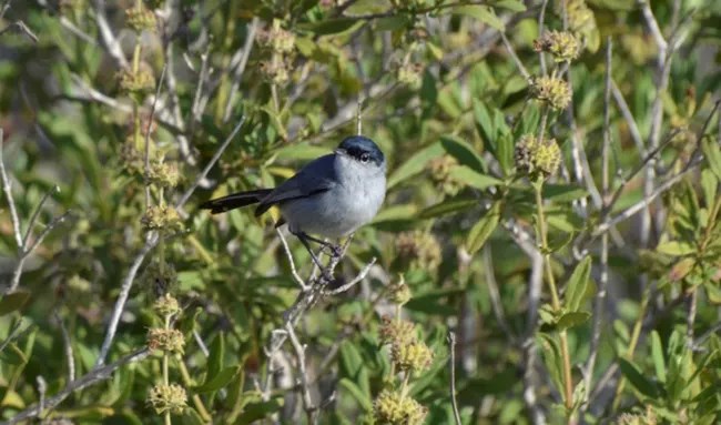 A bird sits on a branch.