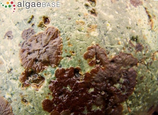 Brown, flat algae patches cling to a rough, greenish rock surface, appearing wet and irregularly shaped with a slightly glossy texture.