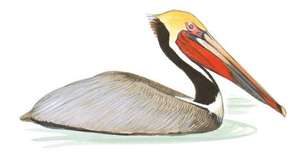Brown Pelican Image adapted from Audubon.org bird guide