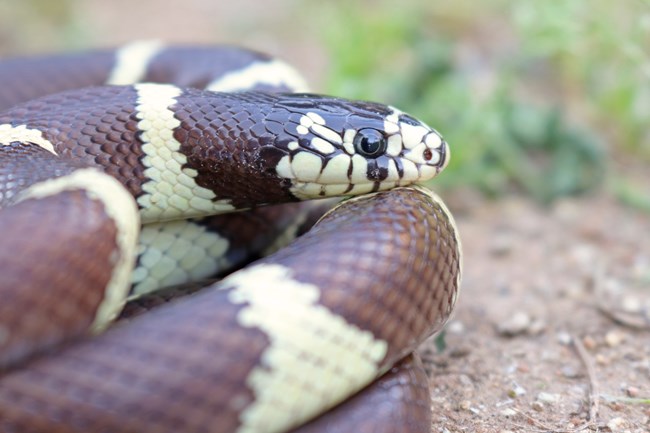 Closeup photo of a coiled snake and head.