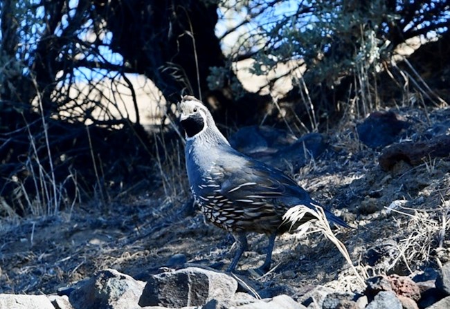 A blue gray bird with a white spotted belly and a black face with a single feather that sticks up on top of the head.