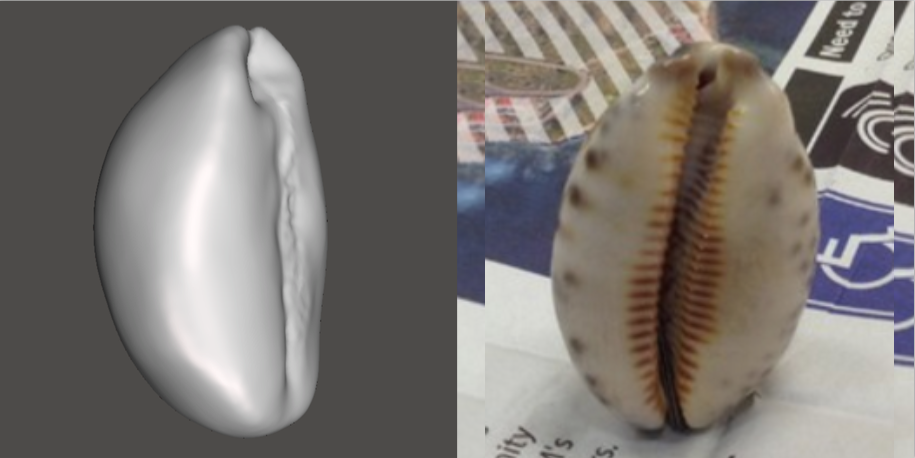 Photo showing 3d model of Chestnut Cowrie