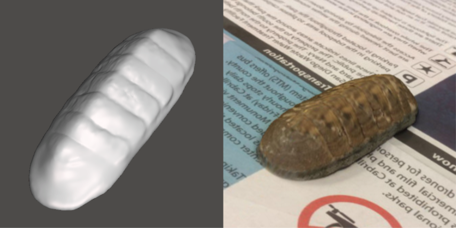 Photo showing 3d model of Chiton