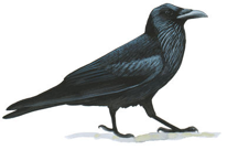 Common Raven Image adapted from Audubon.org bird guide