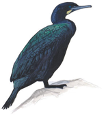 Image of Cormorant adapted from Audubon.org bird guide