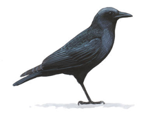 Crow Image adapted from Audubon.org bird guide