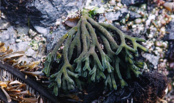 A green, finger-like seaweed cluster resembling a hand with multiple thick branches, growing on a rocky, barnacle-covered shoreline.